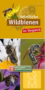 Quelle & Meyer Verlag 2020: Heimische Wildbienen im Vergleich. Bestimmungskarten.