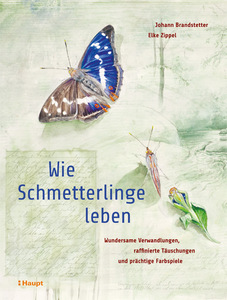 Brandstetter & Zippel 2019: Wie Schmetterlinge leben. Wundersame Verwandlungen, raffinierte Tuschungen und prchtige Farbspiele